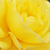 Galben - Trandafir pentru straturi Floribunda - Friesia®